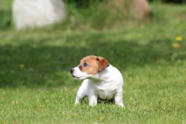 IMG 4021